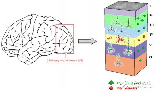 深度神經(jīng)網(wǎng)絡（DNN）=人類大腦皮層結構？